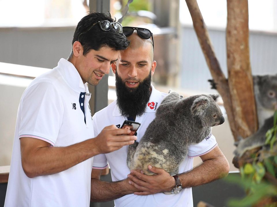 Moeen Ali and Alastair Cook also got up close and personal with koalas on their day out in Townsville