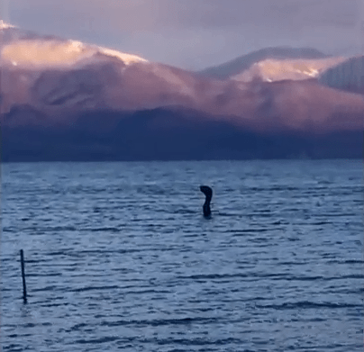 Locals captured this mysterious shape in the Great Prespa Lake in Albania 