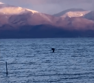 The 'creature' disappears beneath the water in the clip, filmed from the shore