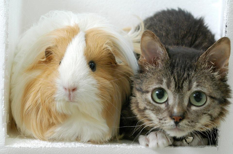  Mr Peebles eats four times a day but is barely bigger than a guinea pig
