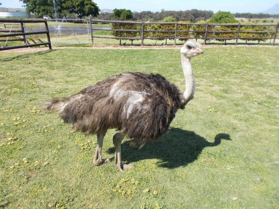  While most adult males are between six and nine foot tall, Tom is just 50in