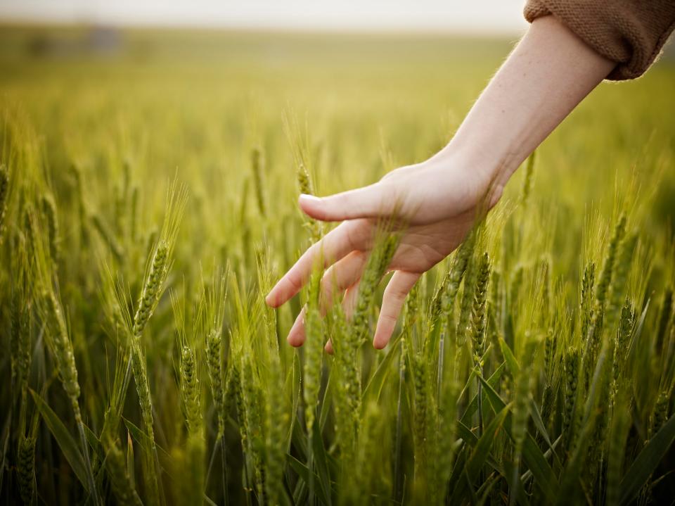  RUNNING through a wheat field is the naughtiest thing which politician ever did?