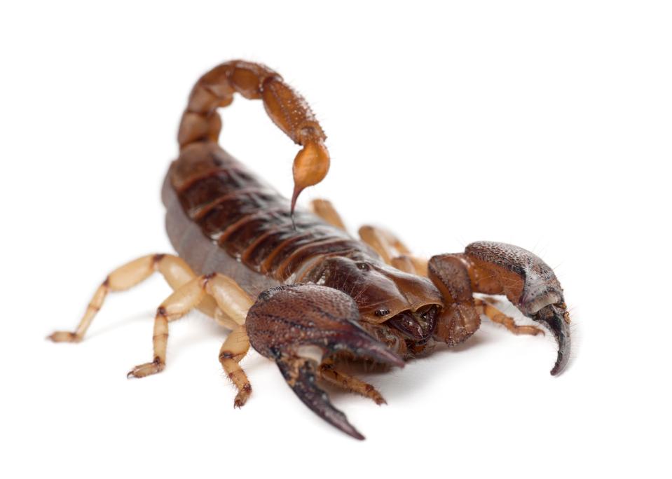 Scorpions also form part of the Parker platter