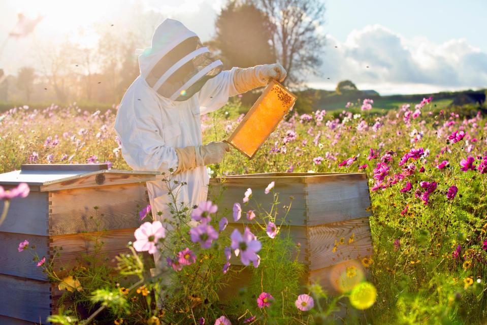  The burqa ban was mocked and led to concerns over whether it would affect beekeepers