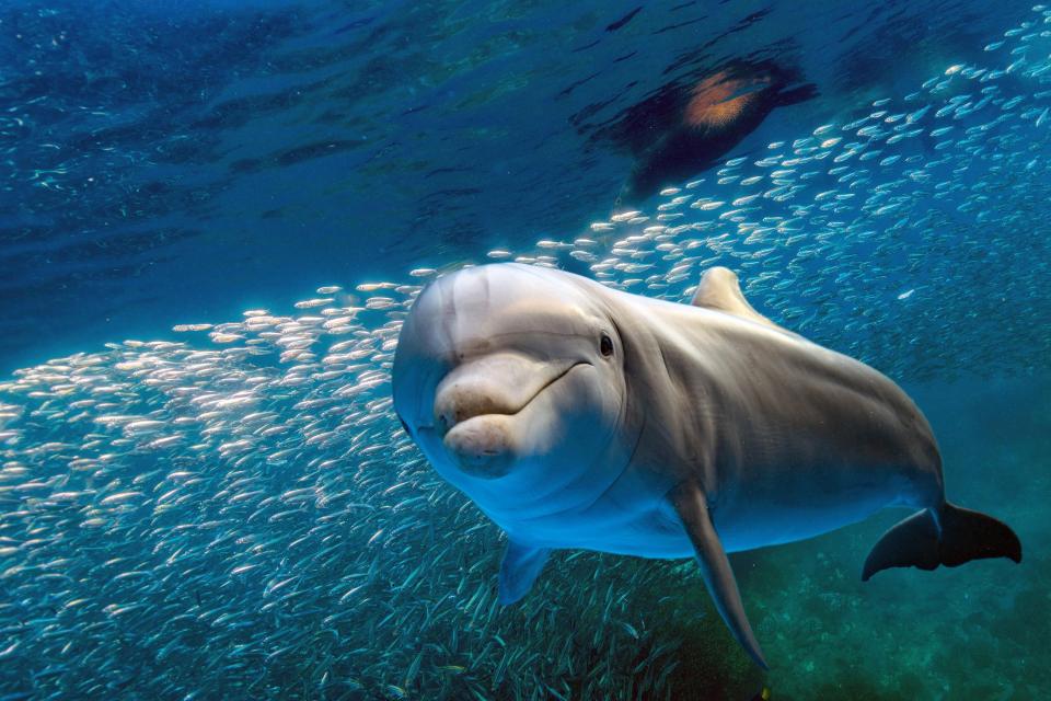  Dolphins at Discovery Cove