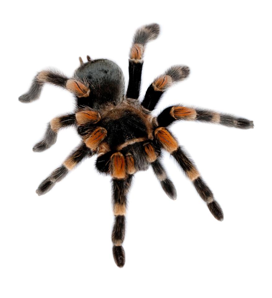 Joseph Parker has revealed how he eats spiders as part of his bizarre diet