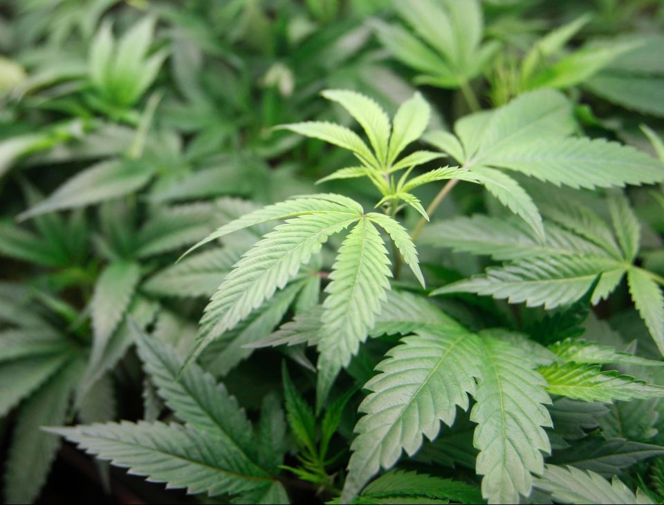  Tyson will grow cannabis after buying a 40-acre site in California City