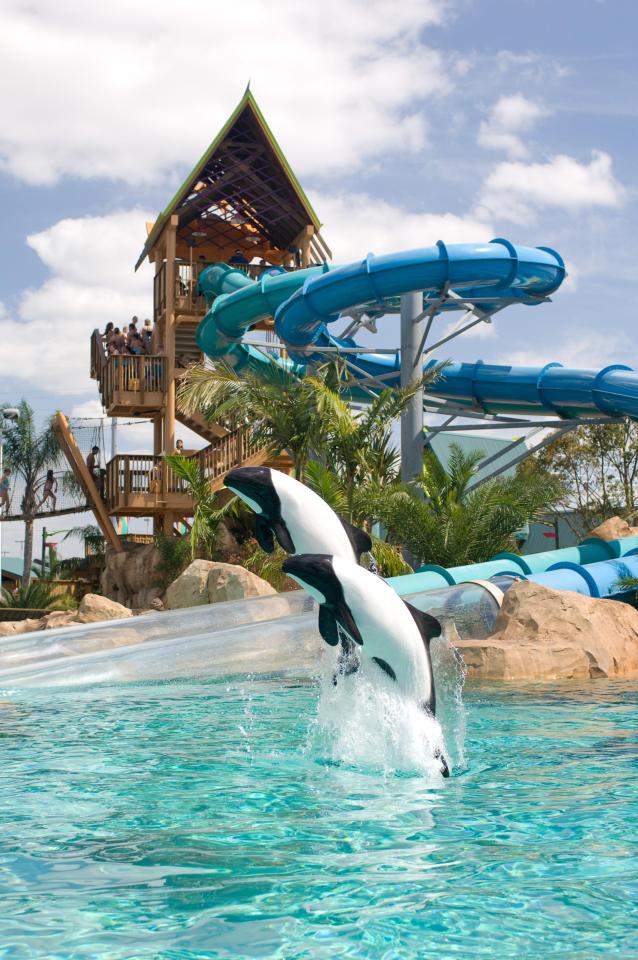  Dolphin plunge