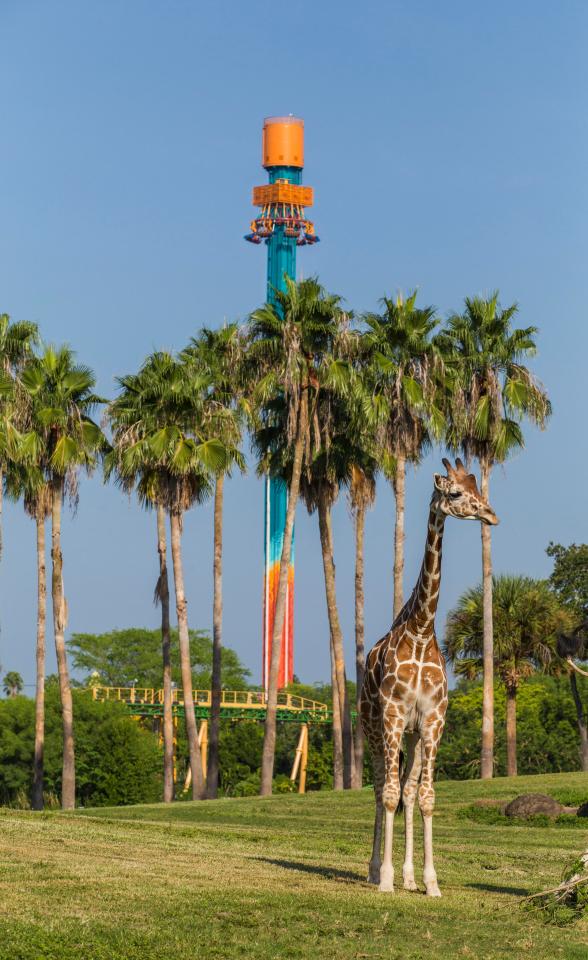  Busch Gardens, Tampa