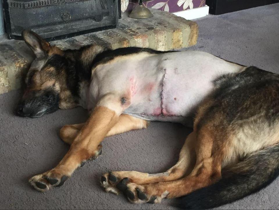  Finn recovering after his emergency surgery. The police dog had to get 30 stitches to hold his stomach together