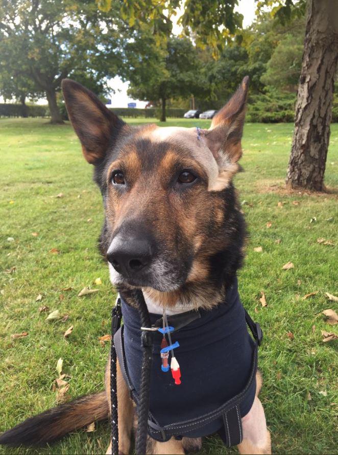 finn police dog
