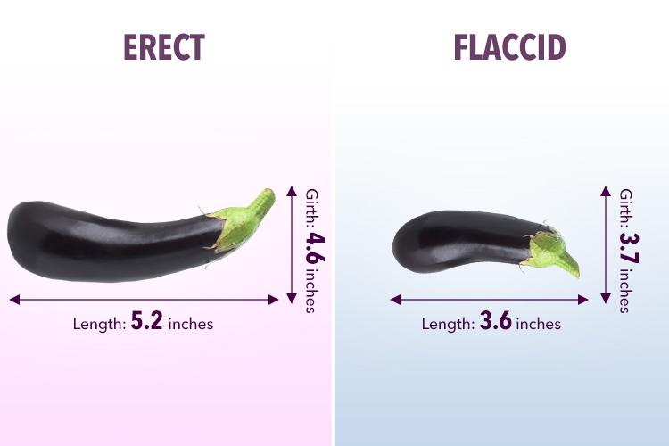 On average an erect penis measures about 5.2 inches long and a flaccid penis measures at 3.6 inches long
