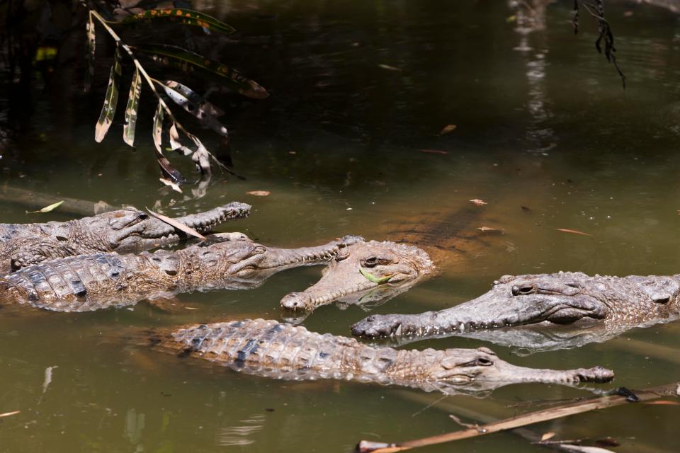 There are signs in the area warning people about crocodiles