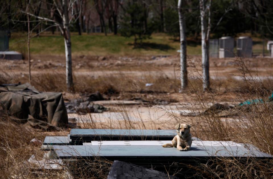  A dog rests on what was the baseball field for the 2008 Summer Games