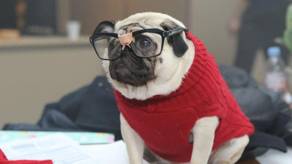  Some say pugs were originally bred to sit on the labs of Chinese emperors