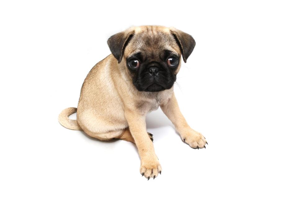  Pugs are brachyephalic which means their head is broad but short which results in their distinctive facial appearance