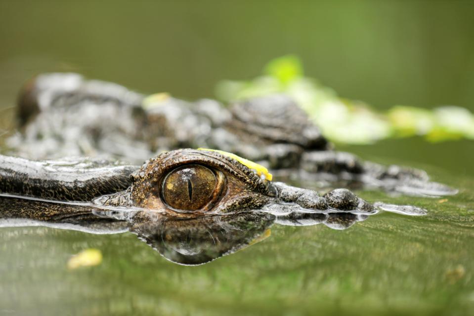 Earths Natural Wonders: Greg Wilson is a ranger tasked with collecting eggs from the aggressive saltwater crocodile
