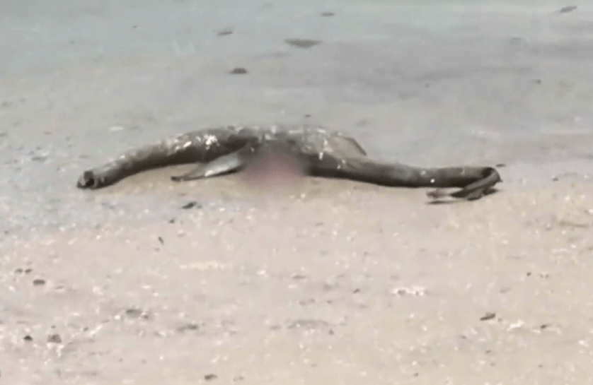 The 'animal' was spotted lying in the surf by a dad and son on a boat trip 