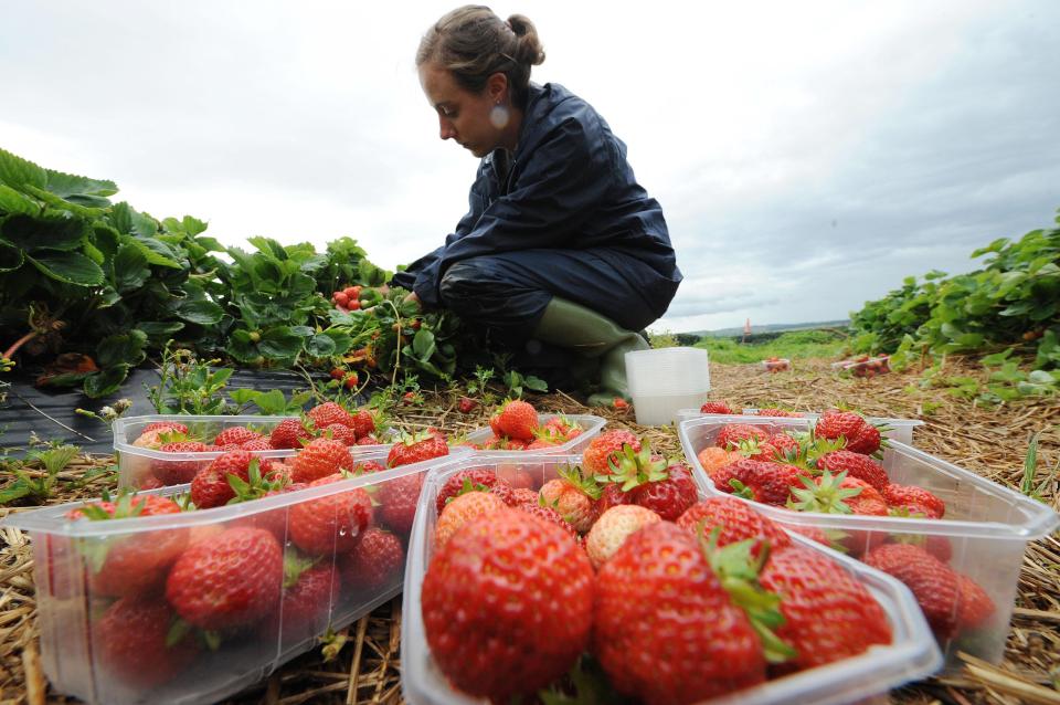  Companies in low-skilled sectors had too often appeared to neglect British workers