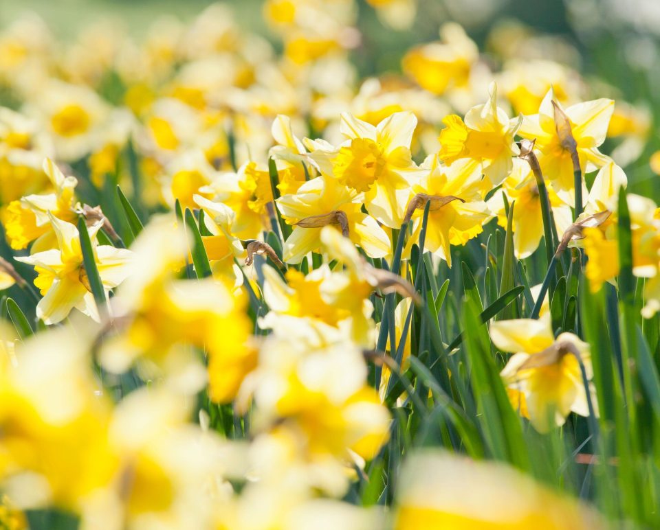  Daffodils became the national symbol for Wales in the 19th Century through a mixture of trends and linguistic confusion.
