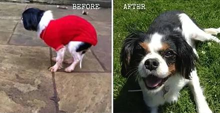  Lucy, a spaniel, was cruelly abused by puppy farmers