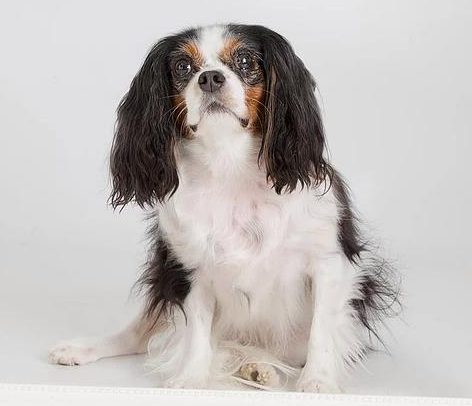  Lucy was rescued from a puppy mill