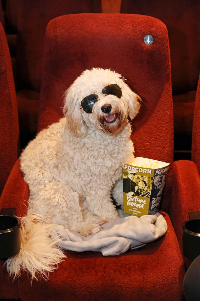  Our canine critic Buddy popped in to an exclusive muttinee dog-friendly screening of the film