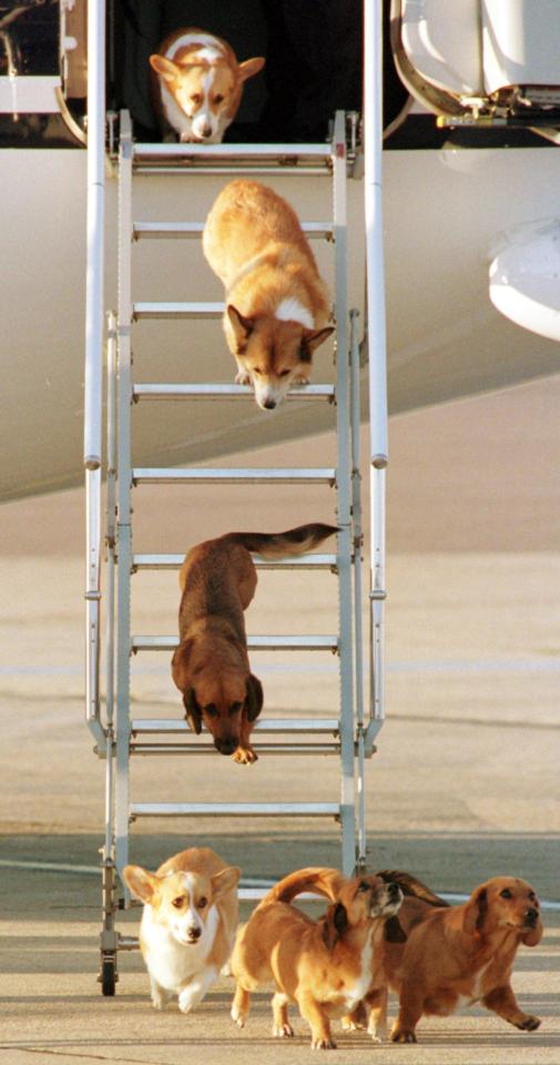 Some of the Queen's corgis disembarking in 1998