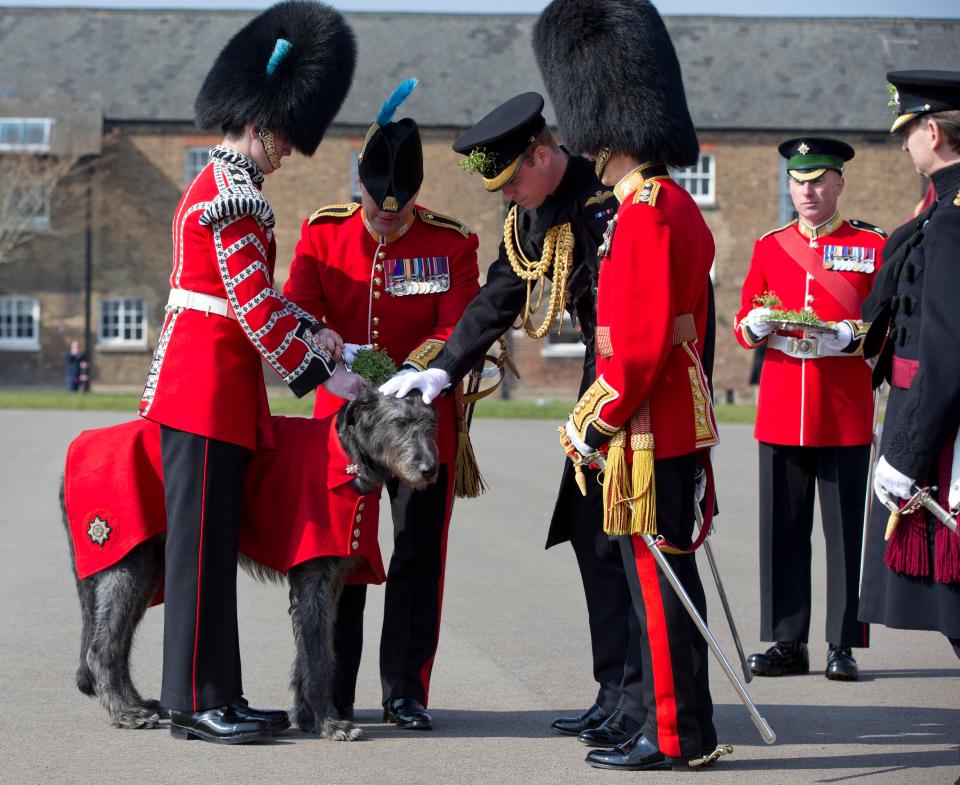  Domnhall is six, while the Irish Wolfhounds’ average life expectancy is seven