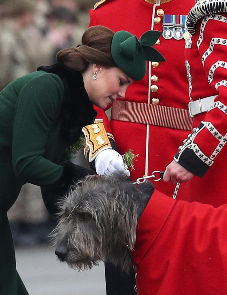  Kate presented the beloved wolfhound with a shamrock