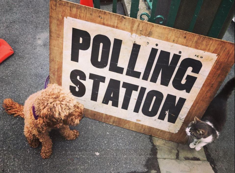  This cute little dog came into contact with a known enemy as he came to vote today