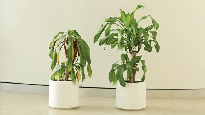  The plant on the left was played nasty messages and withered - while the one the right was played compliments and stayed healthy