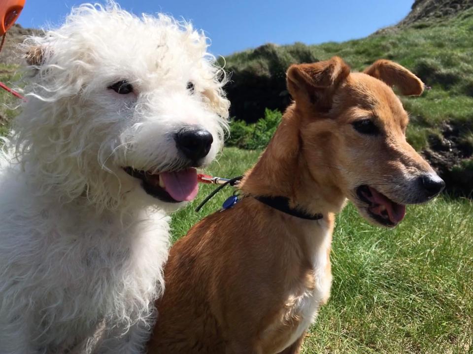 Terriers Sid and Bells were massive fans of long walks on the Welsh coast