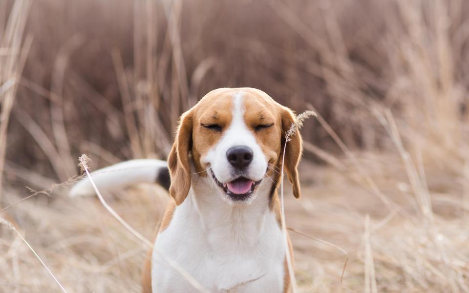 Consult your vet if your dog is showing signs of hay fever