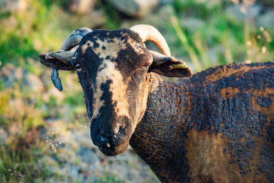  The sheep has seen much of its fur singed off by flames