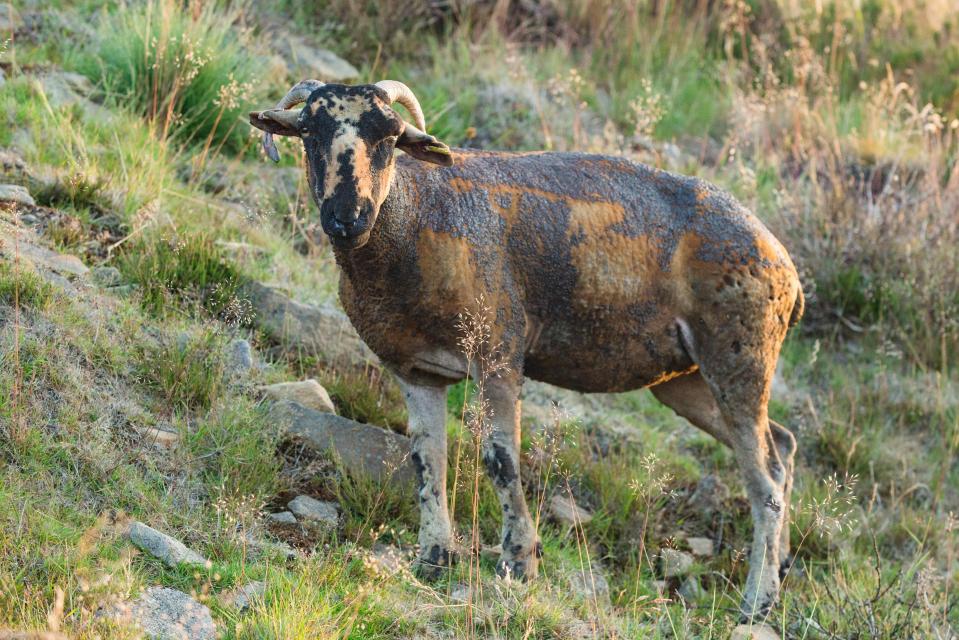  A sheep is badly burned from the blaze that has engulfed Saddleworth Moor
