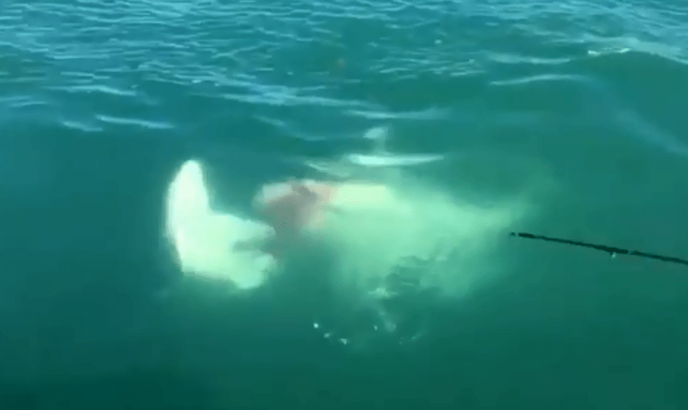This is the moment a shark chomped off the tail of a smaller beast
