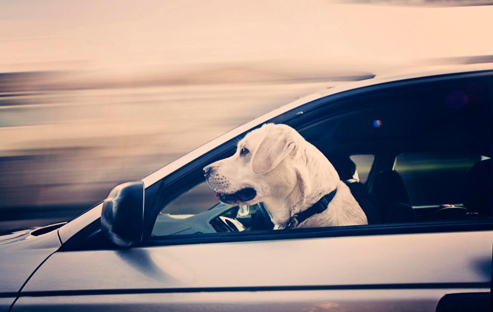  Drivers who don't restrain their pets face hefty penalties