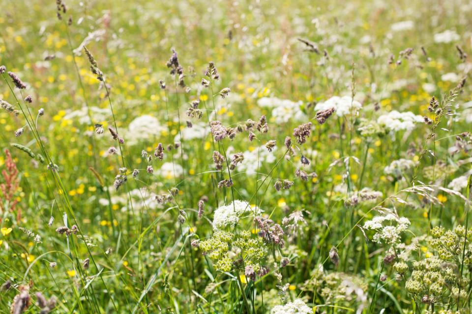  There's a higher pollen count on sunny days