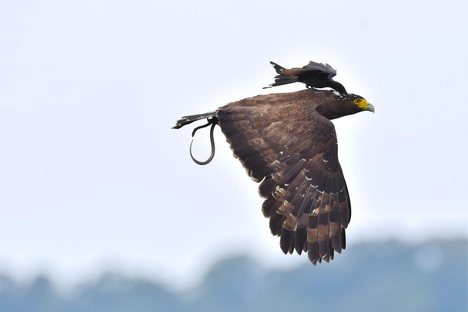  The eagle flew off with the little bird on its back