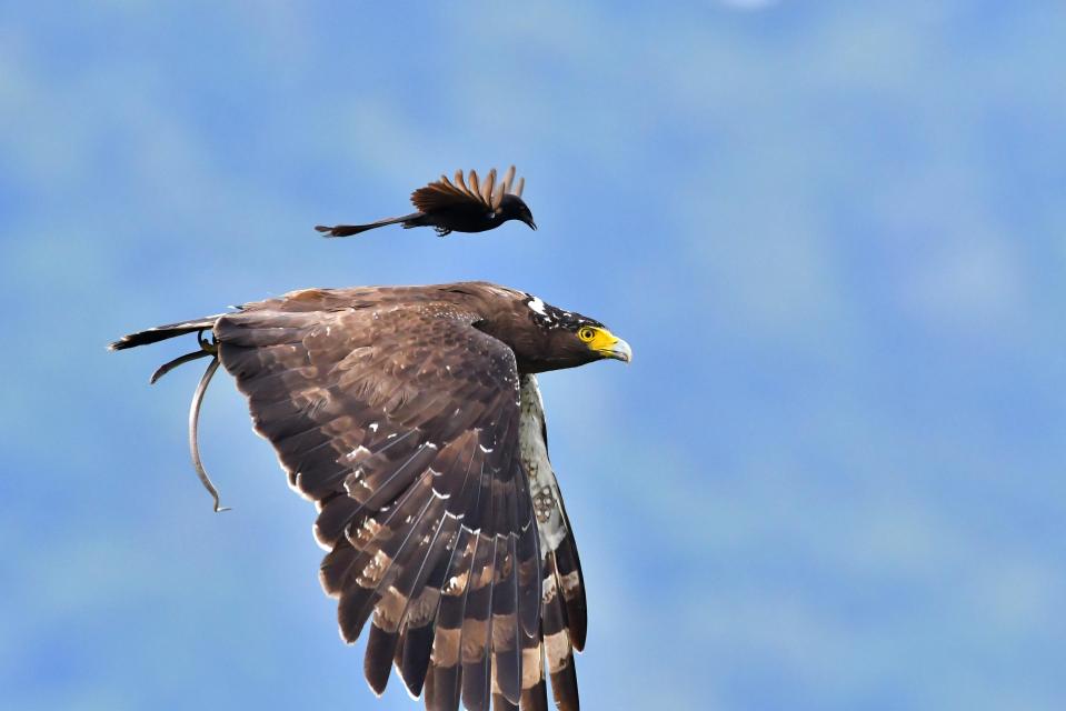  The bird showed great agility as he was seen swooping on the eagle's back