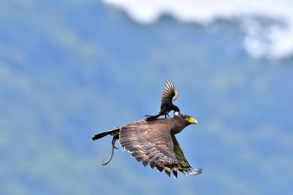  In one amazing photo, the little black bird pecks the massive eagle on the neck mid-flight