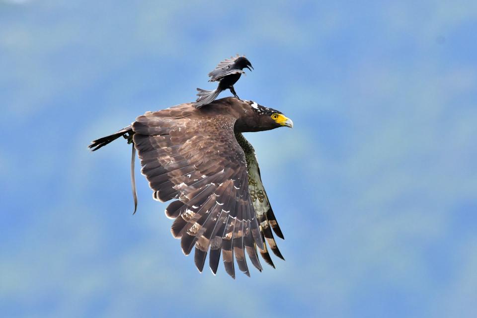  The remarkable encounter was captured by a wildlife photographer