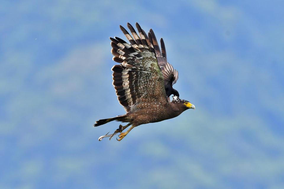  Crested serpent eagles have wingspans of up to five feet