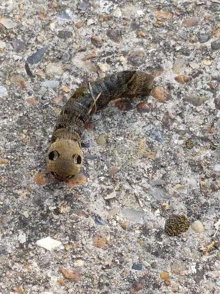  Do you know what this creepy critter is?