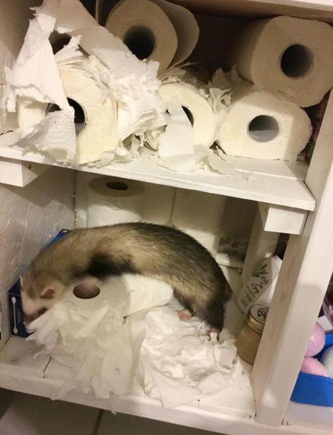  We can't really blame this ferret for having a go at the loo roll