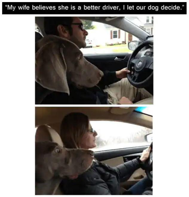  This dog clearly proved that he is man's best friend...