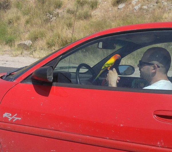  This driver seems more interested in his pet bird than the road