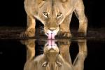 Pretty in pink... Two flamingos create a stunning four point reflection.