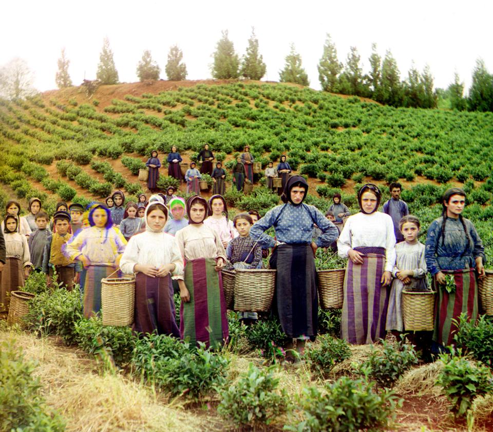  Greek women harvesting the tea crop in a field in Georgia